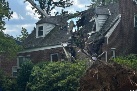 Getting to the root issue of fallen trees