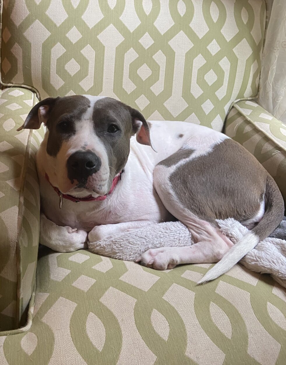 Pet of the Week: Cordelia