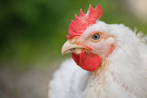 Bird flu reported in Montgomery Co. backyard flock, officials say
