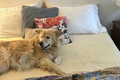 Should you let pets sleep next to you? (Does it even matter what the experts say?)