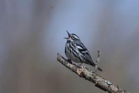 How to turn down the volume and protect wildlife in your yard and garden